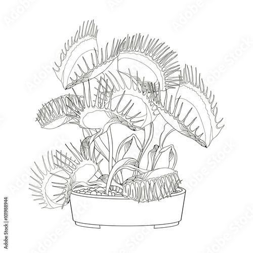 Venus Flytrap or Dionaea muscipula in the round flowerpot isolated on white background. Illustrated series of carnivorous plants. Floral elements in contour style.