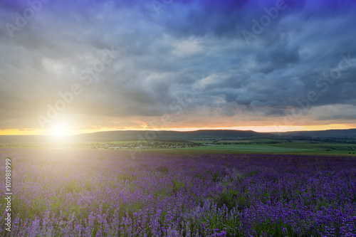 A large field of blooming lavender at sunset