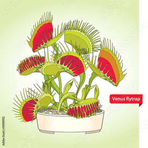 Venus Flytrap or Dionaea muscipula in the round flowerpot on the light green background. Illustrated series of carnivorous plants. Floral elements in contour style.