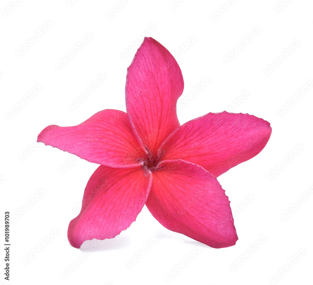 frangipani flower isolated white background