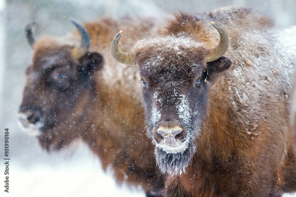 Foto Two Bison