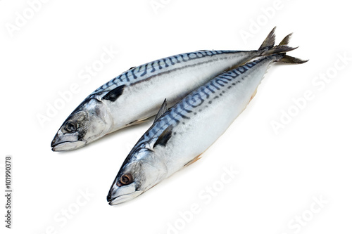Fresh-frozen mackerel couple on a white background isolated