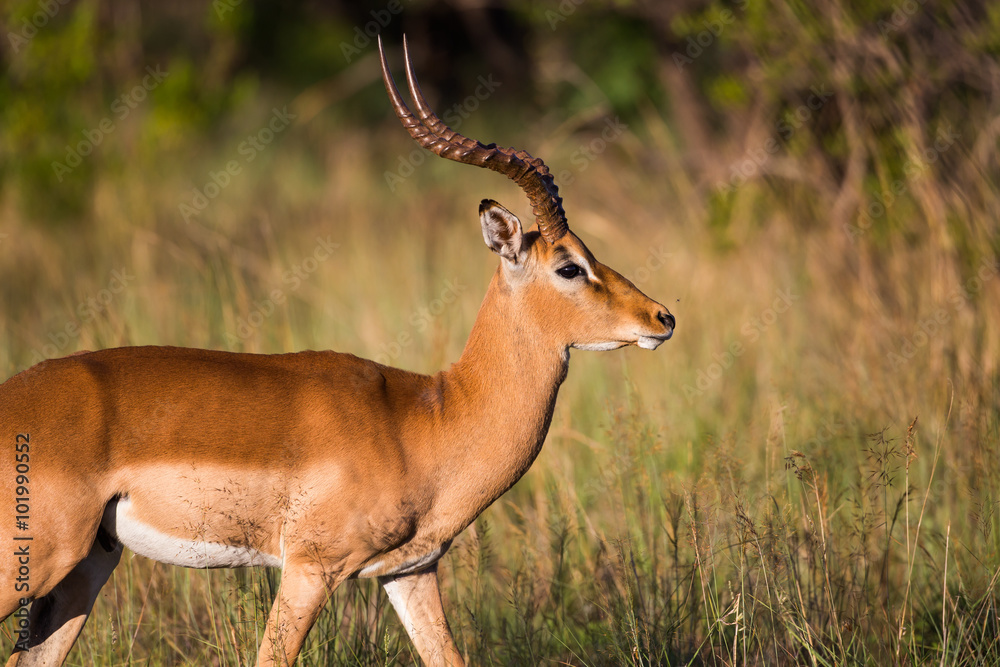 Fototapeta premium A male african Impala walking past