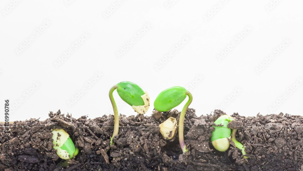 Soy plant growing from soil/Timelapse video of a soy seed growing from soil, camera follows both the underground and overground view