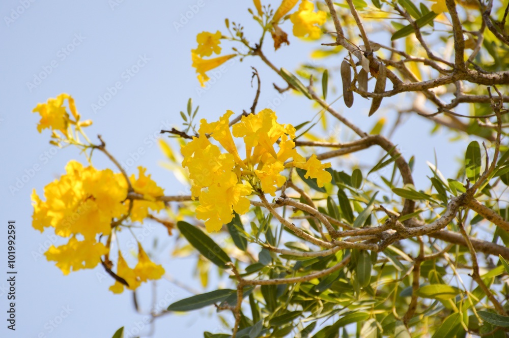 Tabebuia aurea flower in nature garden Tabebuia aurea flower in nature garden