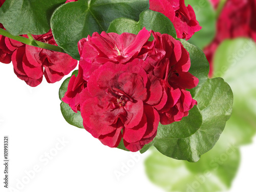 Red flower. Geranium. 