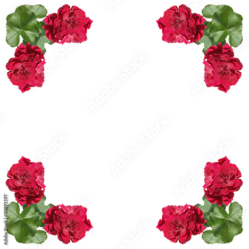 Fototapeta Naklejka Na Ścianę i Meble -  Red flower. Geranium. 