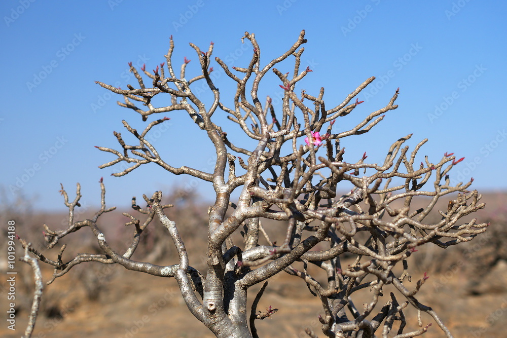 Fotografie Desert Rose, Dhofar mountains, Oman