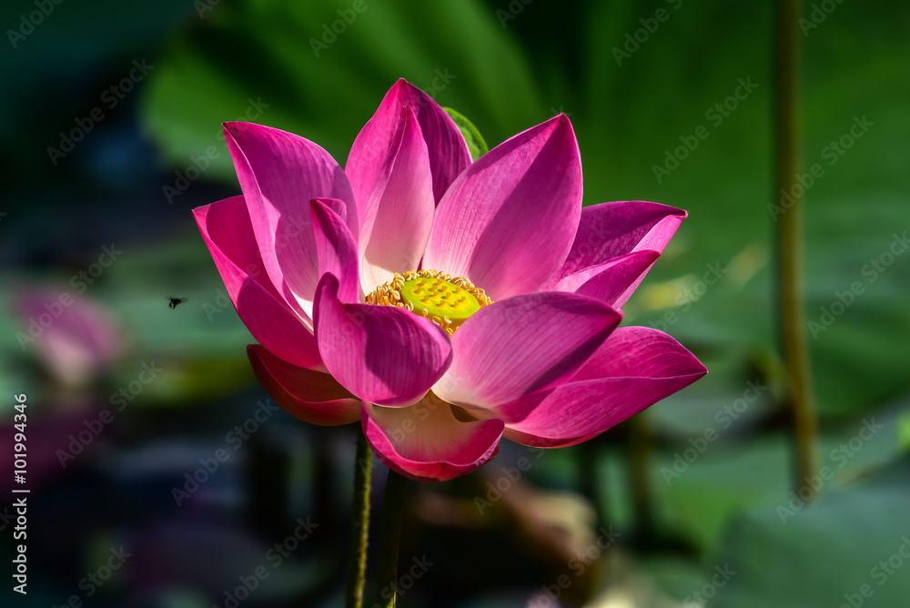 Obraz premium Lotus blooming in the nature