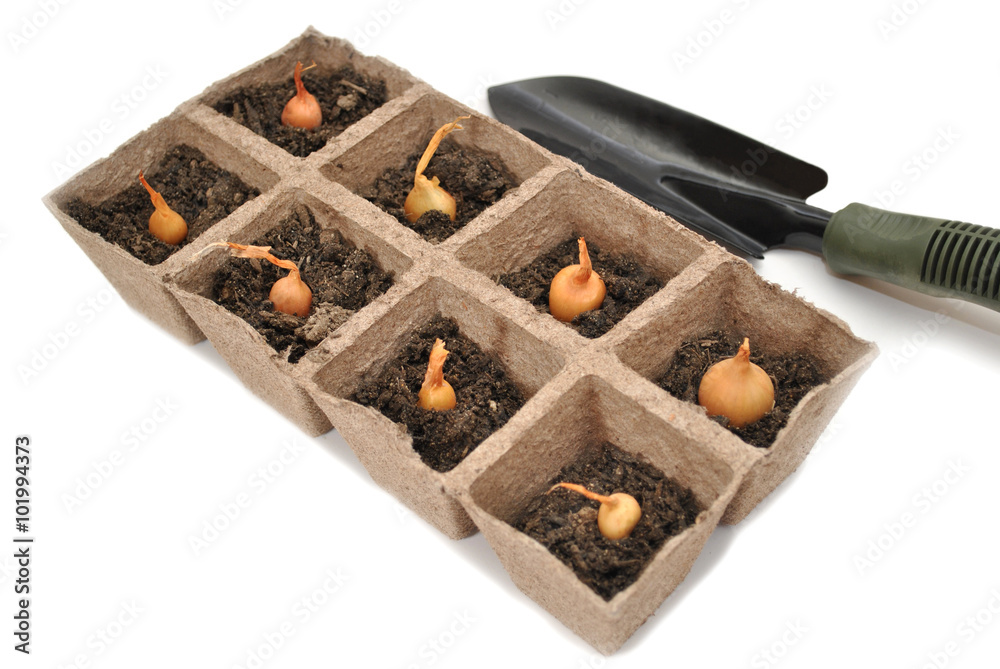 Onion Bulbs Planted in Peat Pots with a Spade Onion Bulbs Planted in Peat Pots with a Spade