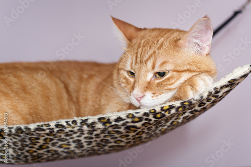 Big  cat lying  in the hammock © Okssi