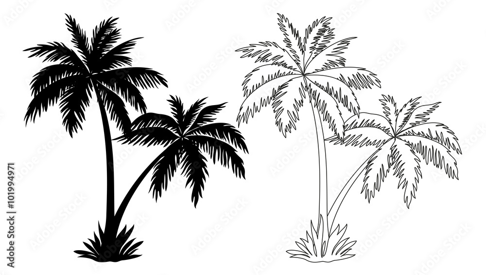 Naklejka premium Tropikalne palmy, czarne sylwetki i kontury kontur na białym tle. Wektor