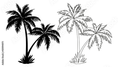 Tropical Palm Trees  Black Silhouettes and Outline Contours Isolated on White Background. Vector