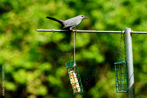 Grey Bird Sitting on a Backyard Bird Feeder