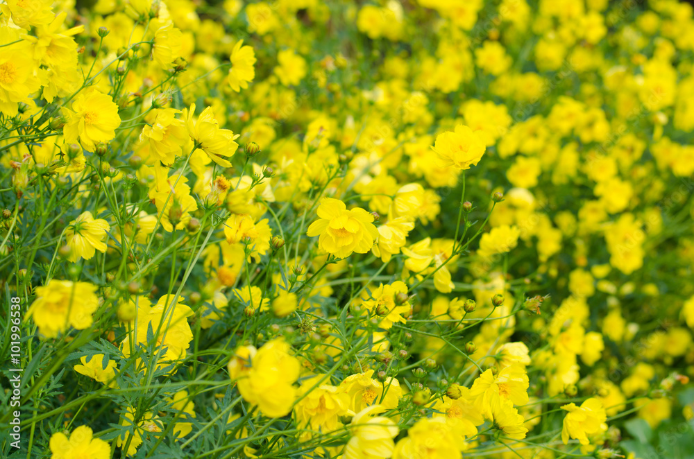 yellow cosmos flower yellow cosmos flower