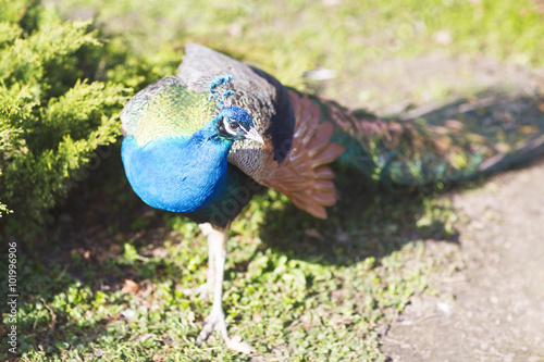 Javanese peacock during the mating period. Peacock walking on grass in summer Park. 