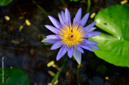 The water Lily flower is purple. Water Lily  water Lily or Nymphaeum - a charming and delicate flower.