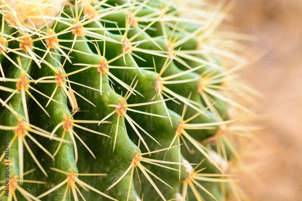 macro on Thorns of cactus macro on Thorns of cactus