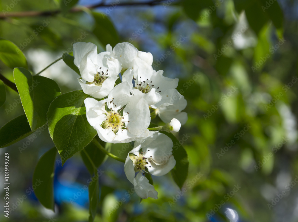 pear-tree blossom pear-tree blossom