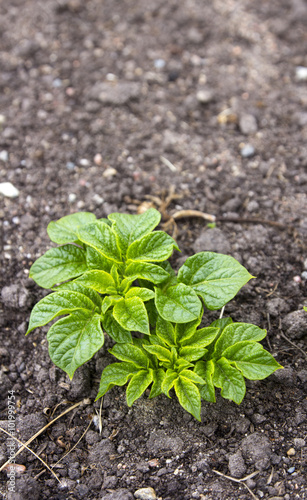 Young potato plant