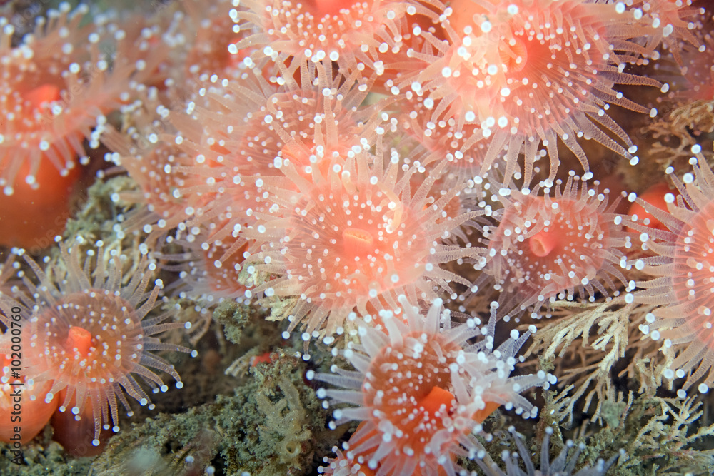 Naklejka premium Sea anemone at California underwater reef