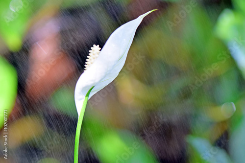 White calla Lily Flower on green background, Close up White Calla Lily photo