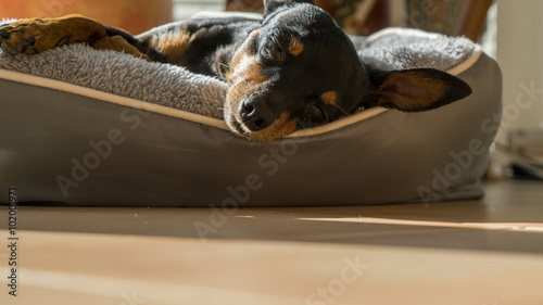 Fototapeta Naklejka Na Ścianę i Meble -  Hundemüde 