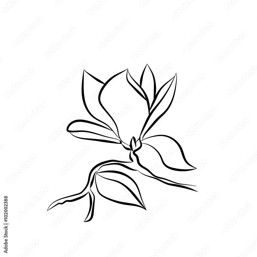 Flowering Branch of Magnolia on white background vector illustration Flowering Branch of Magnolia on white background vector illustration