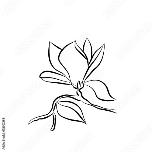 Flowering Branch of Magnolia on white background vector illustration