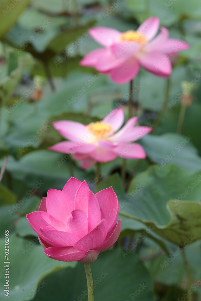 lotus flower