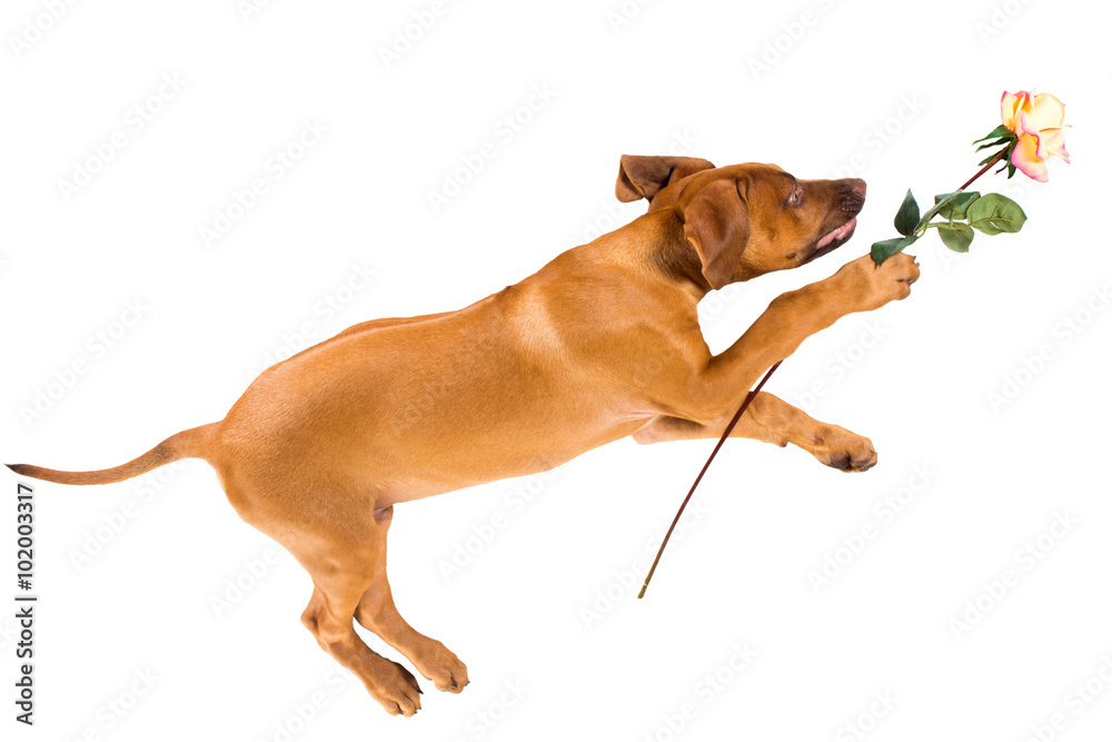 Rhodesian ridgeback Poppy lies on a white background with flower roses Rhodesian ridgeback Poppy lies on a white background with flower roses