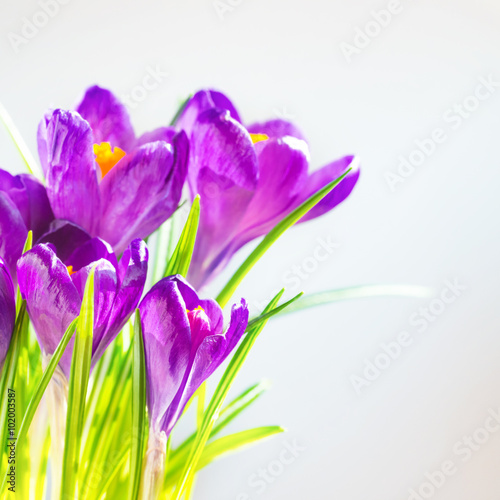 First spring flowers, bouquet of purple irises