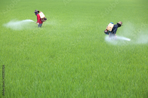 Farmer spraying pesticide on rice field © sakhorn38