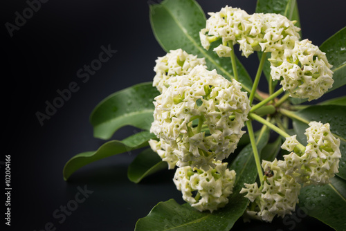 Alstonia scholaris photo
