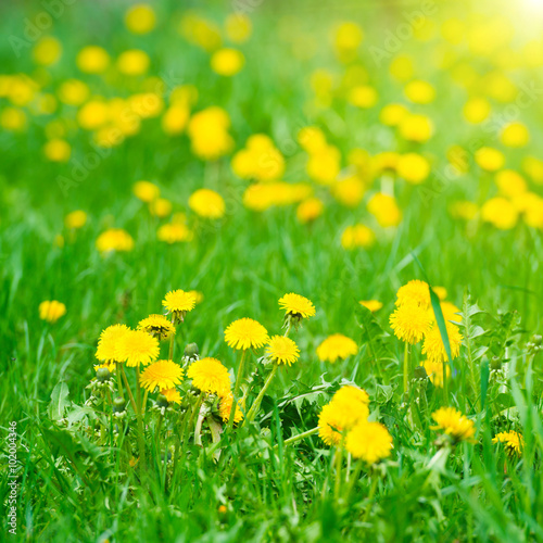 Yellow dandelions on the green field © Pavlo Vakhrushev