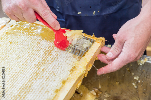 Close up of human hand extracting honey from honeycomb photo