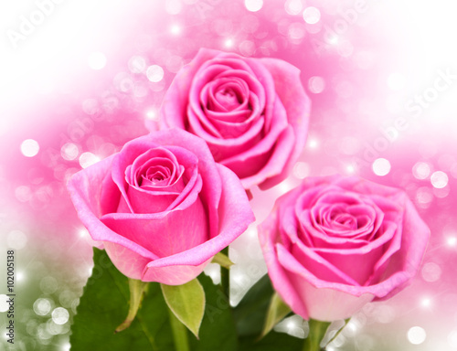 Pink rose blossoms