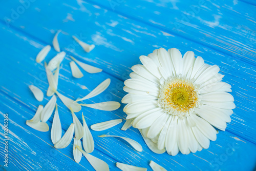 flowers on wooden background