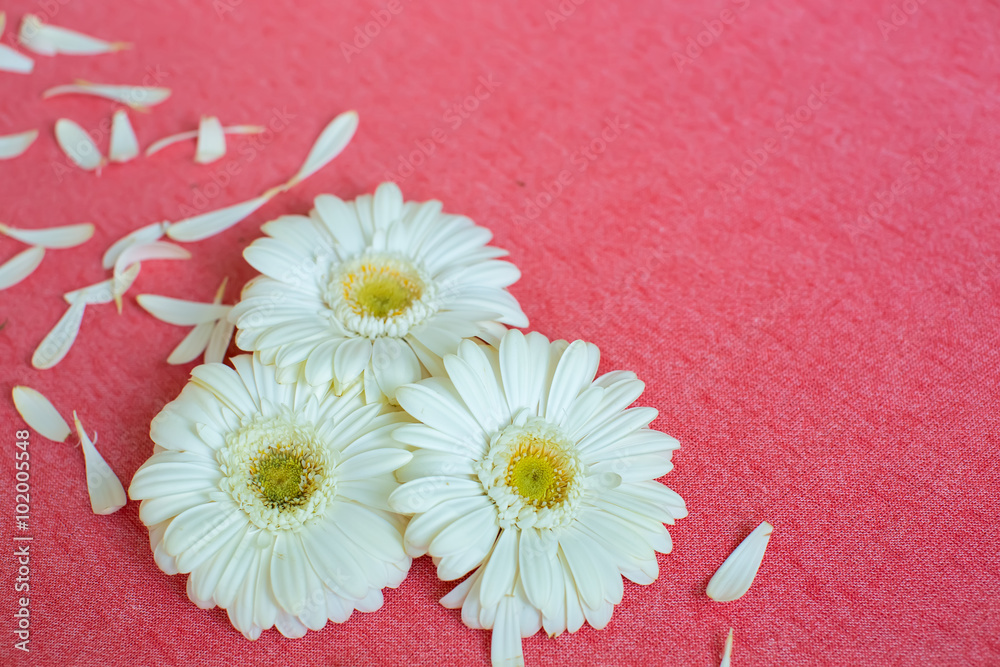 Obraz premium beautiful flowers and petals on the fabric