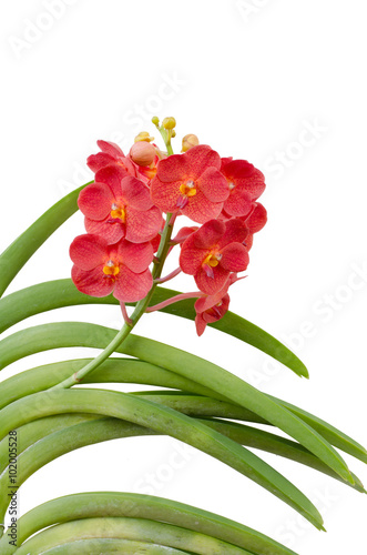 Hybrids vanda  orchid isolated on white background