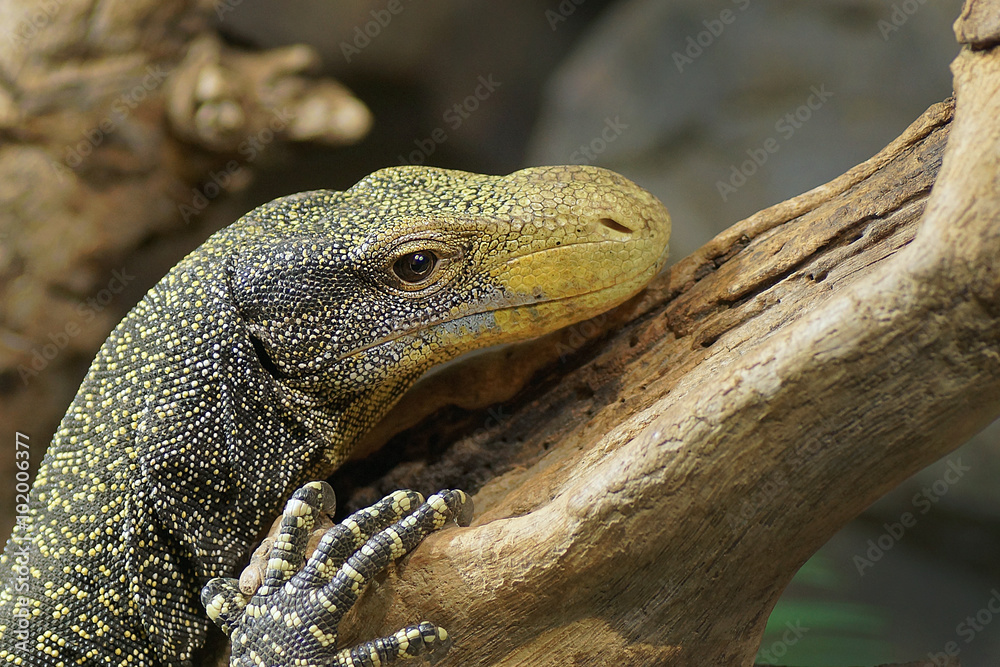 Fototapeta premium Reptil