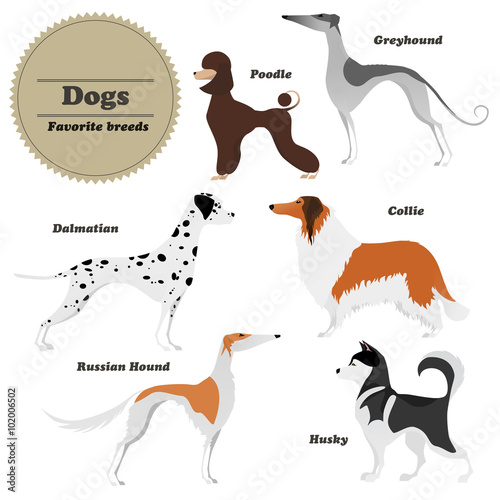Image set of dogs Greyhound, Russian hound, Husky, Poodle, Dalmatian, Collie. Vector illustration.
