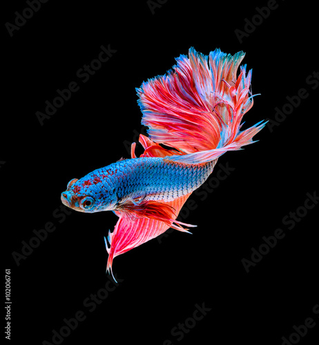 Capture the moving moment of blue siamese fighting fish isolate