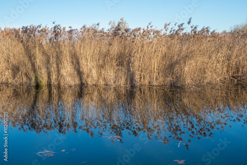 Cane thicket