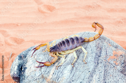The biggest scorpion, living in North America - a desert hairy s