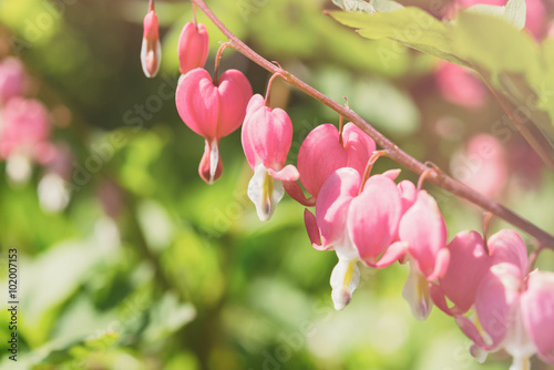 April blooming flowers pink bleeding heart, green leaves in gard