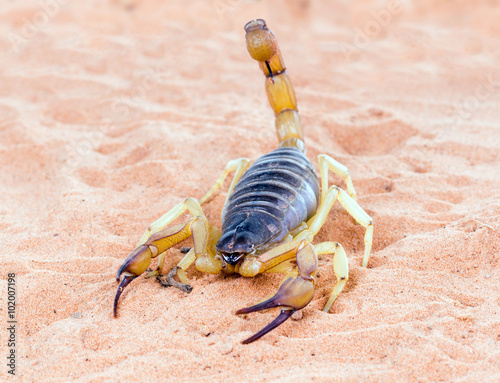 Hadrurus arizonensis, the giant desert hairy scorpion