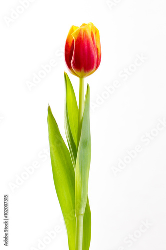 Fototapeta Naklejka Na Ścianę i Meble -  yellow tulips on a white background