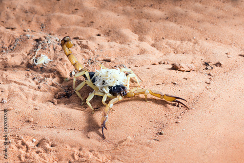 Hadrurus arizonensis, the giant desert hairy scorpion: The baby