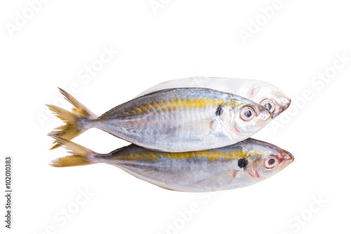 Fresh mackerel fish isolated on white background.